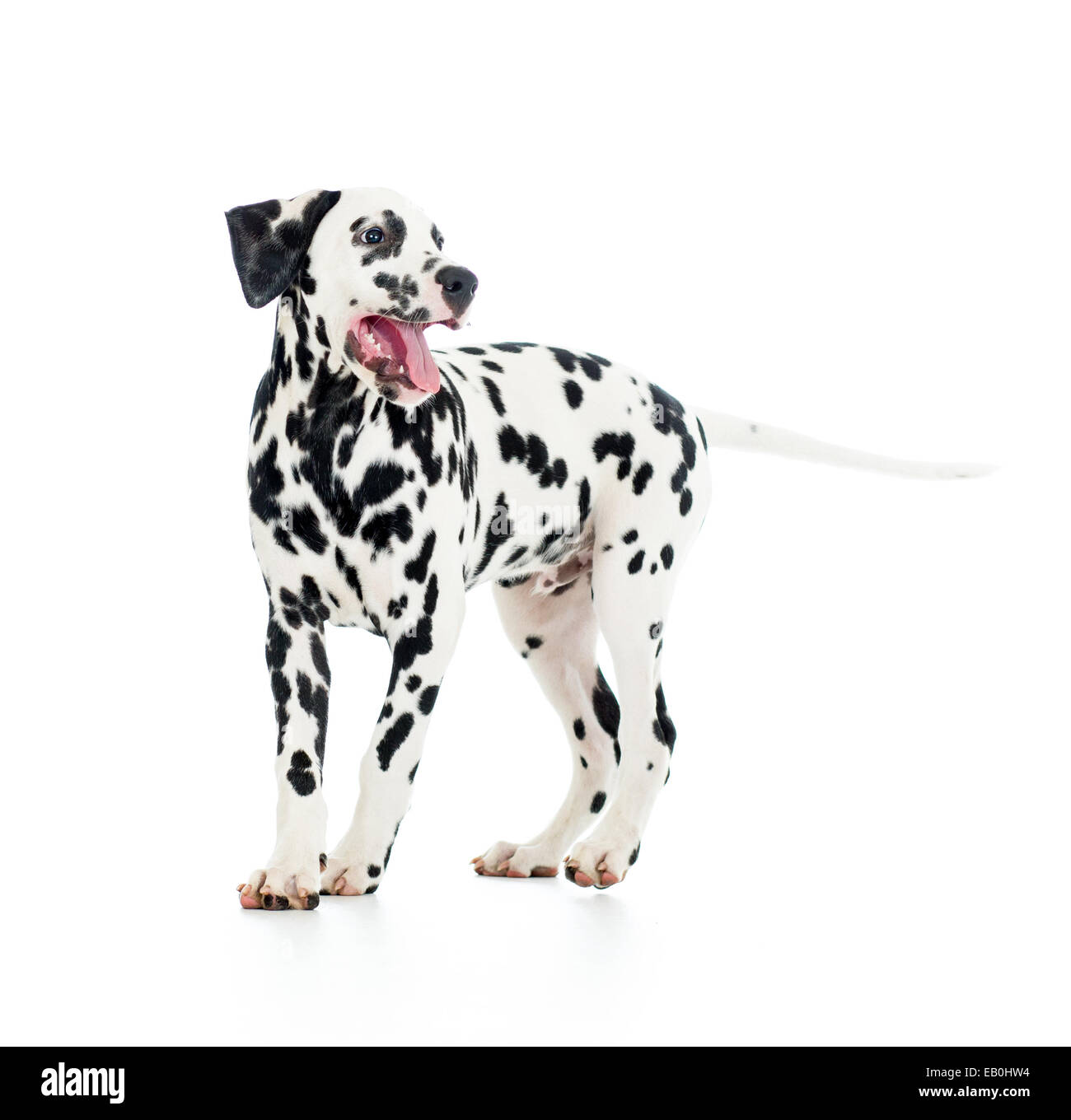 Chien dalmatien, isolated on white Banque D'Images