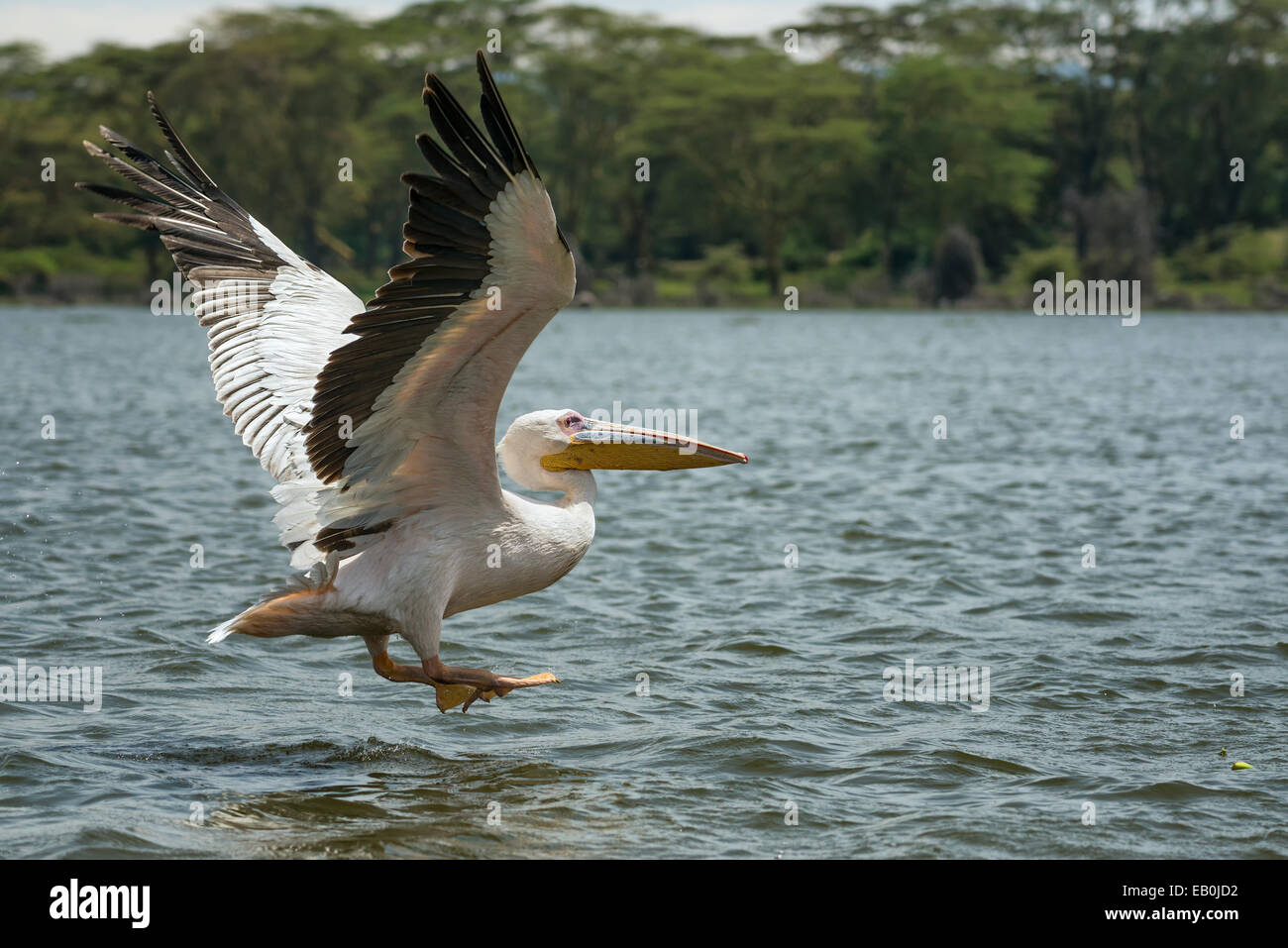 Grand pélican blanc (Pelecanus onocrotalus) en vol au lac Naivasha, Kenya Banque D'Images