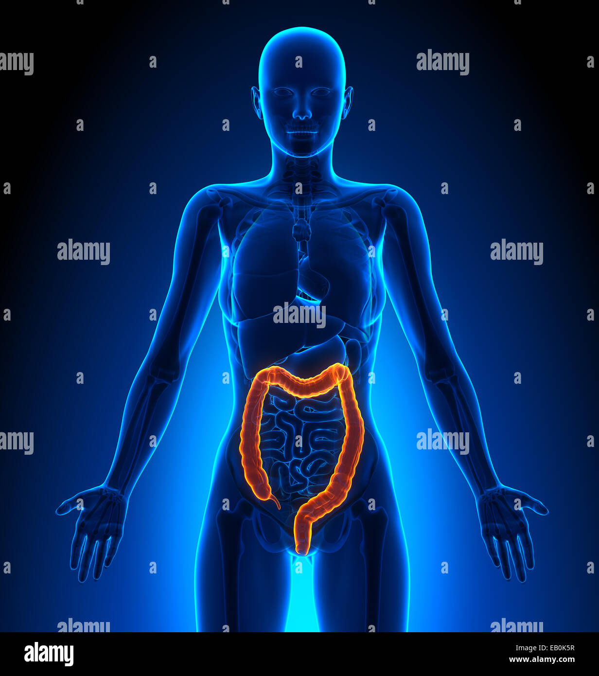 Colon - organes femelles - Anatomie Humaine Banque D'Images