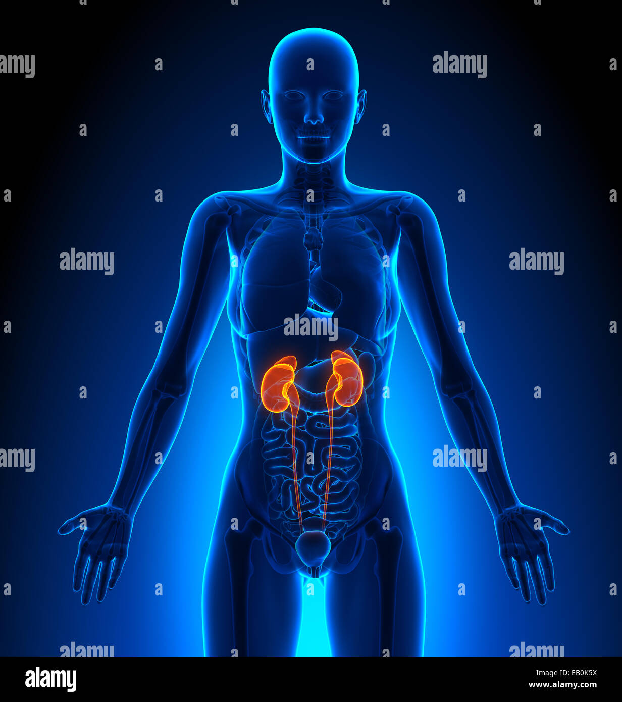Reins - organes femelles - Anatomie Humaine Banque D'Images