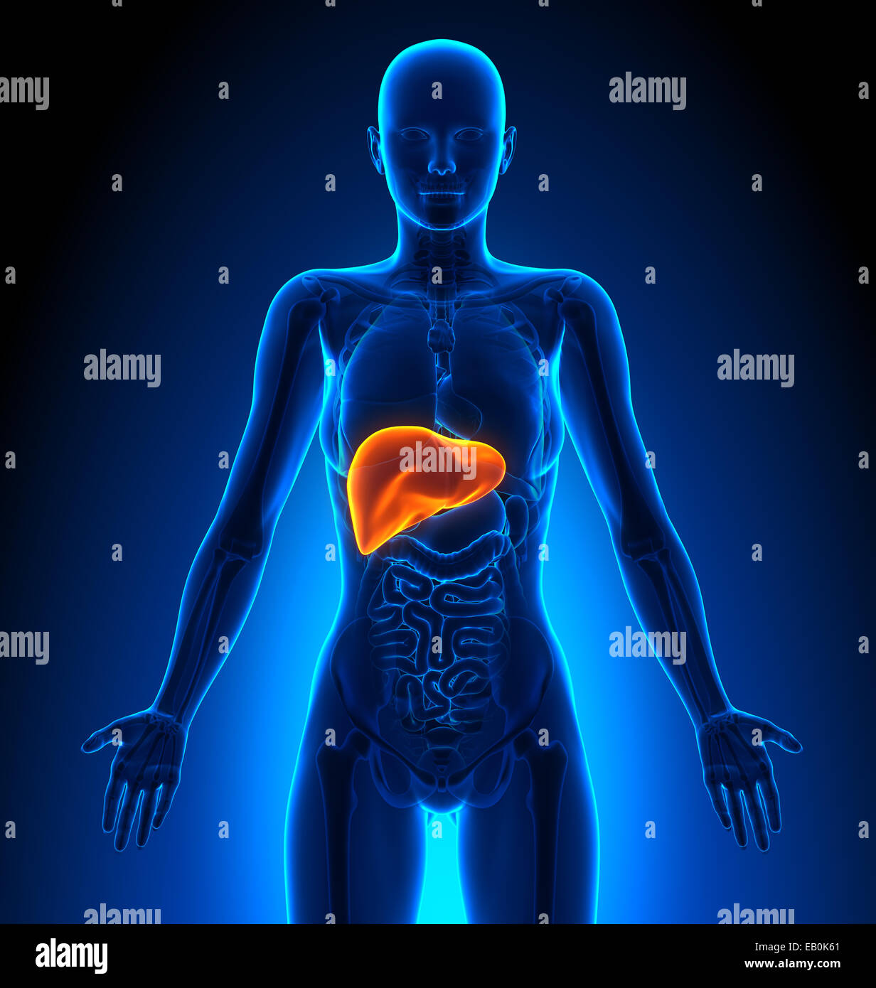 Foie - organes femelles - Anatomie Humaine Banque D'Images