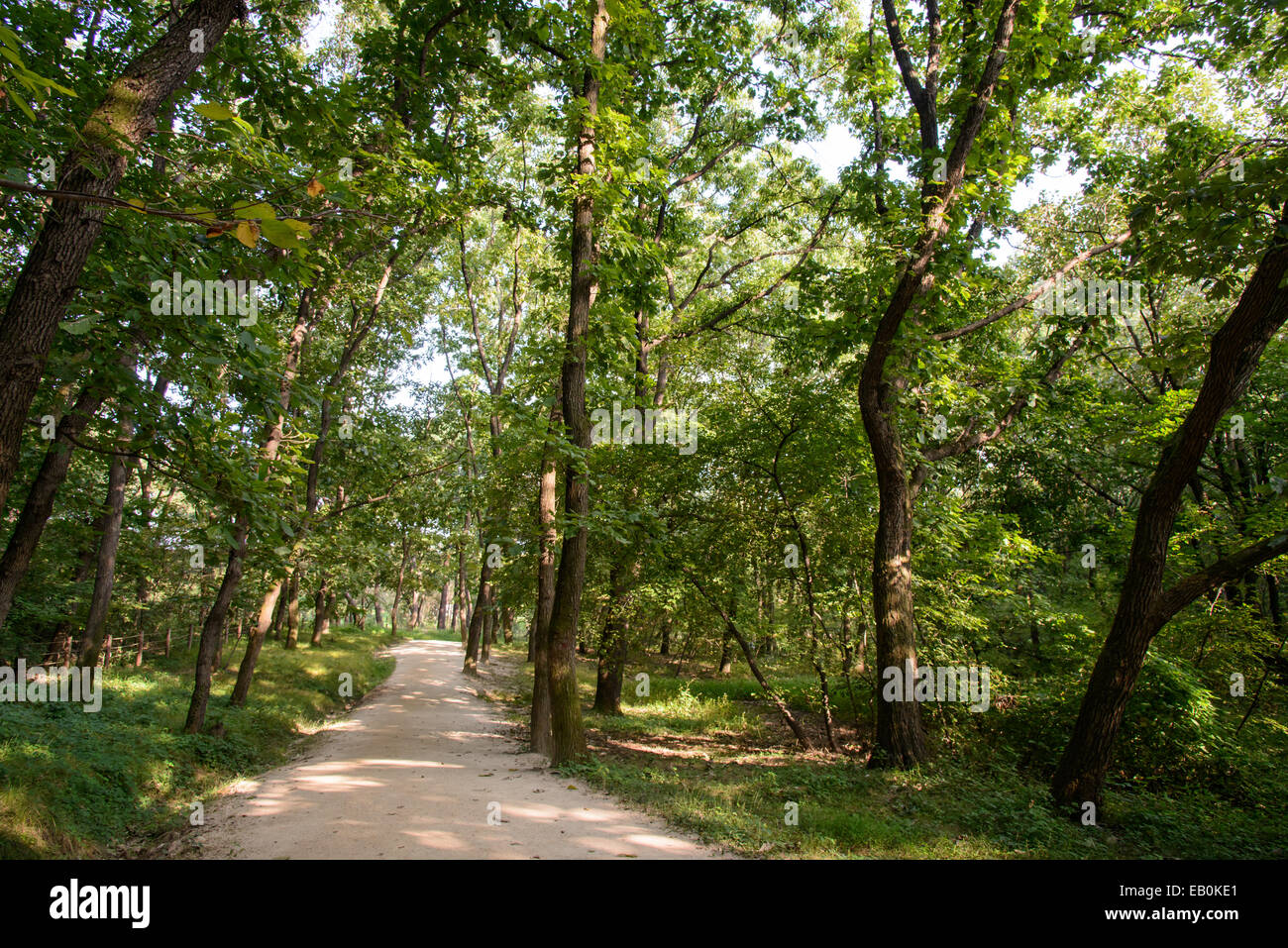 Chemin de terre dans un lit frontal en été Banque D'Images