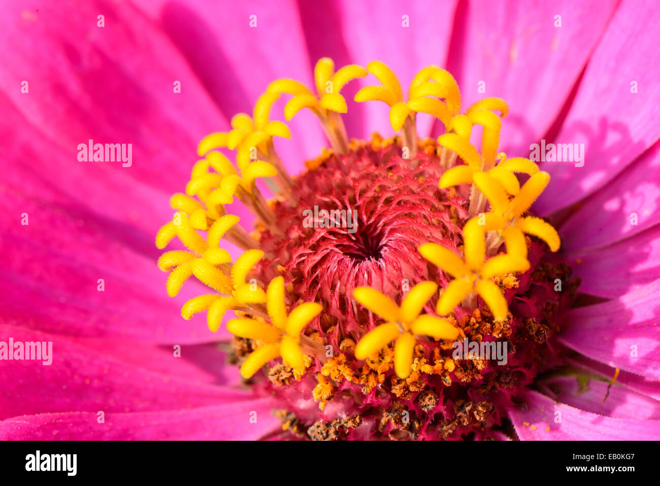 Libre de rose Zinnia elegans dans un champ de fleurs Banque D'Images