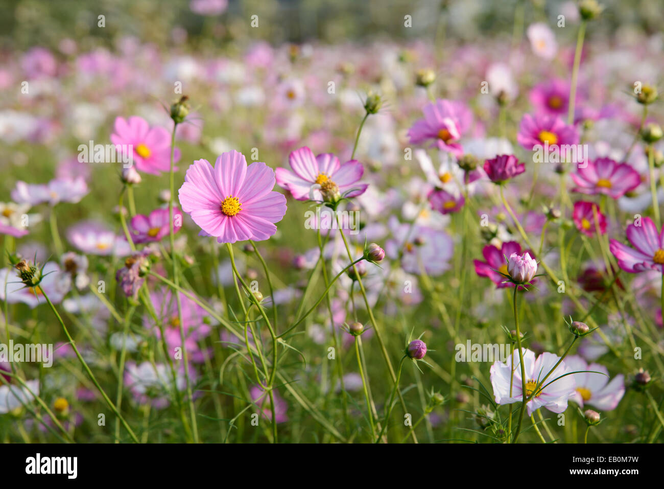 Différentes fleurs cosmos couleur dans un champ Photo Stock - Alamy