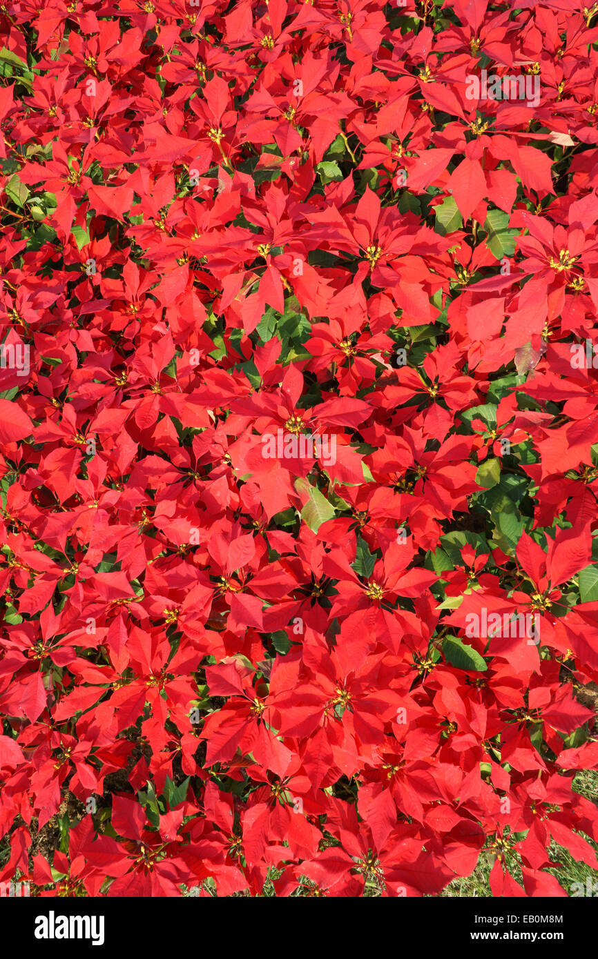 Couleur rouge vif dans un champ de fleurs poinsetia Banque D'Images