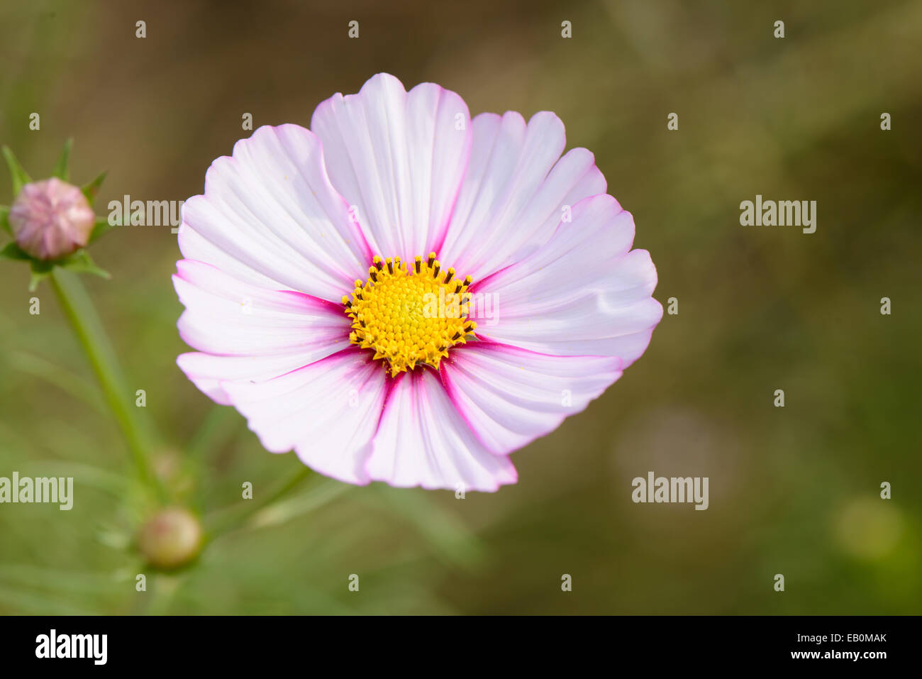 Libre d'un cosmos fleur dans un champ Banque D'Images