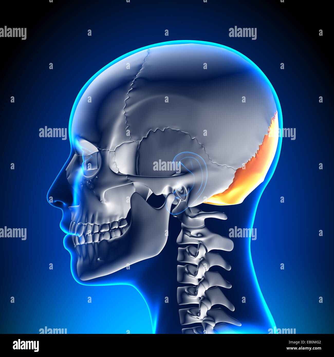 Crâne Crâne / femelle - Os occipital Banque D'Images
