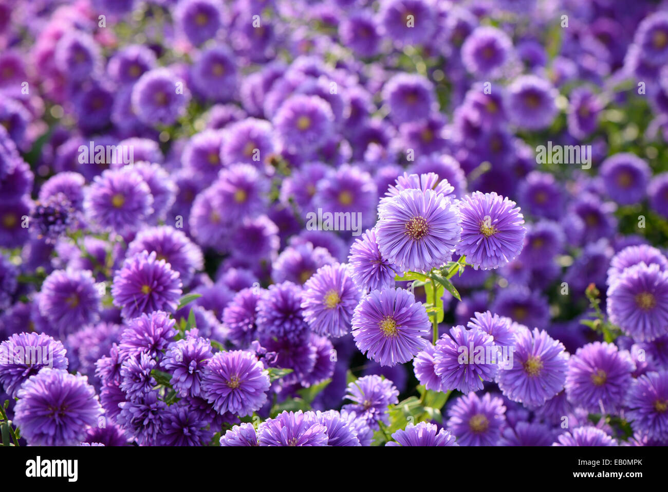 Libre de petites fleurs chrysanthème mauve dans un champ Photo Stock - Alamy