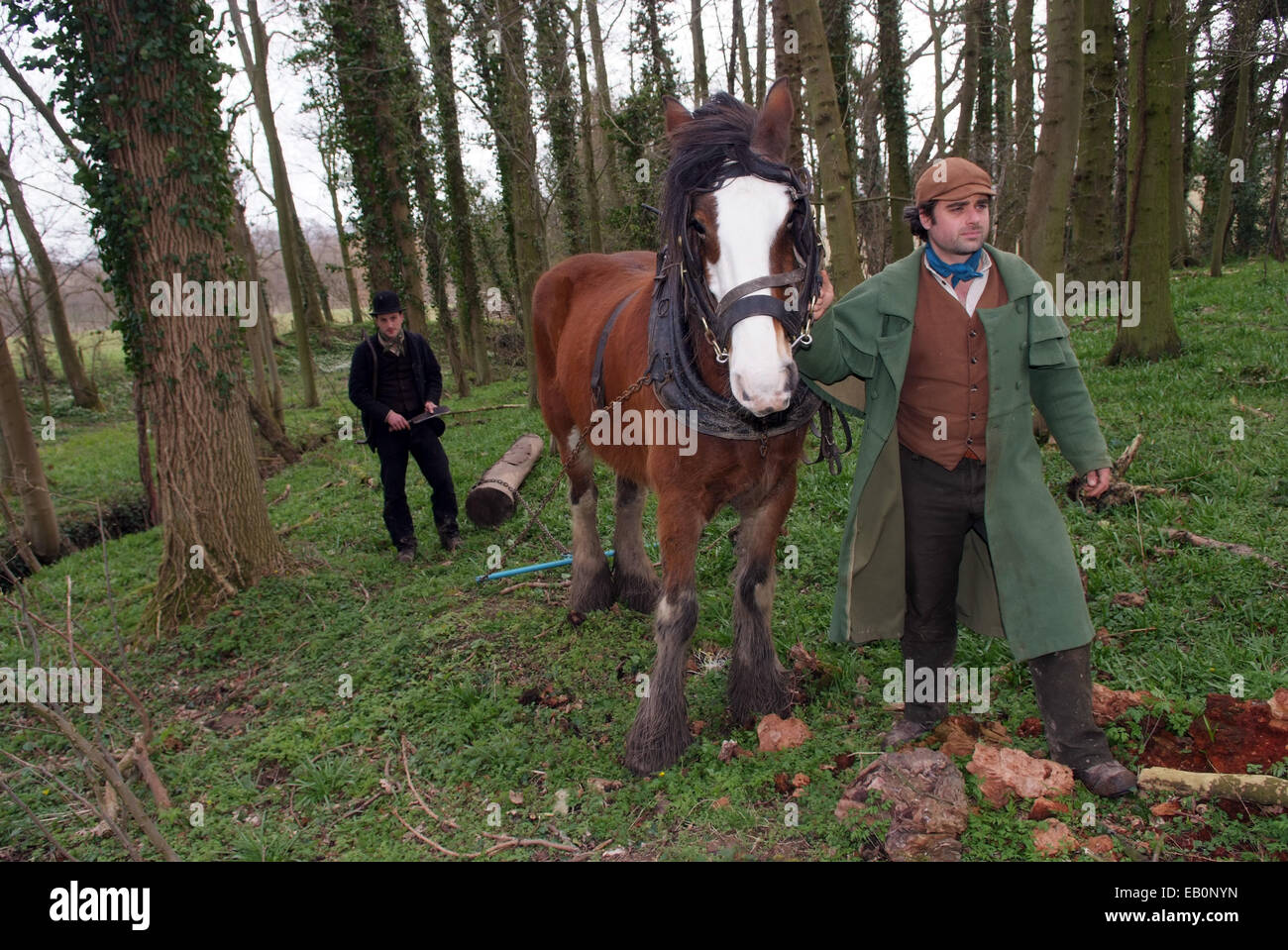 Acton Scott ferme historique à Church Stretton, Shropshire,UK,où un projet de cheval est logging,herser,labourant.une demeure victorienne Banque D'Images