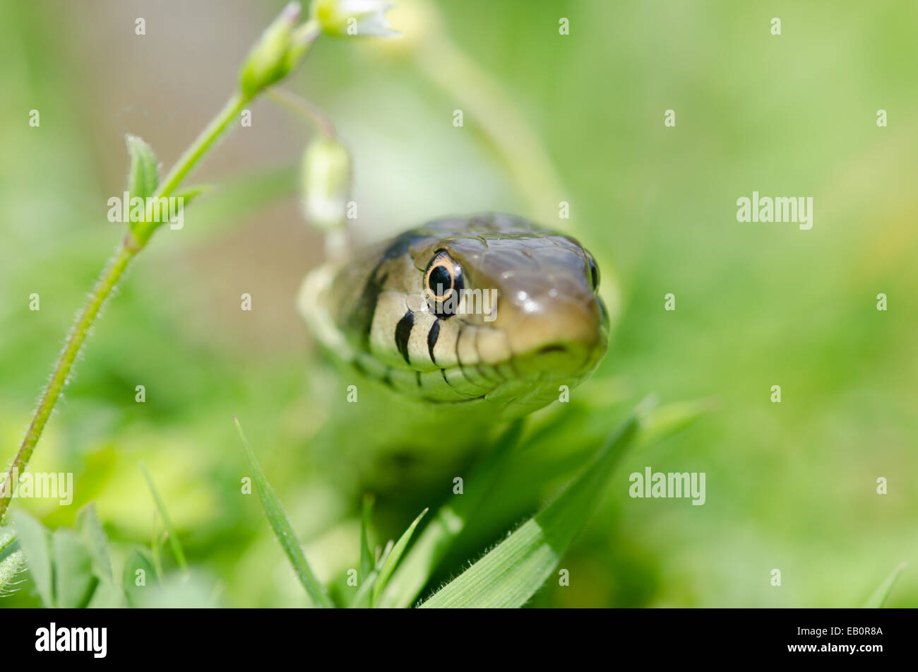 Couleuvre à collier Natrix natrix] [dans l'herbe. Sussex, UK. Banque D'Images