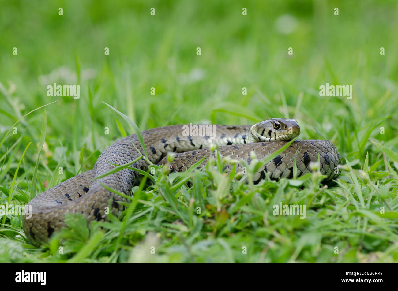 Grass snake [Natrix natrix] avec et se reposer. Sussex, UK. Banque D'Images