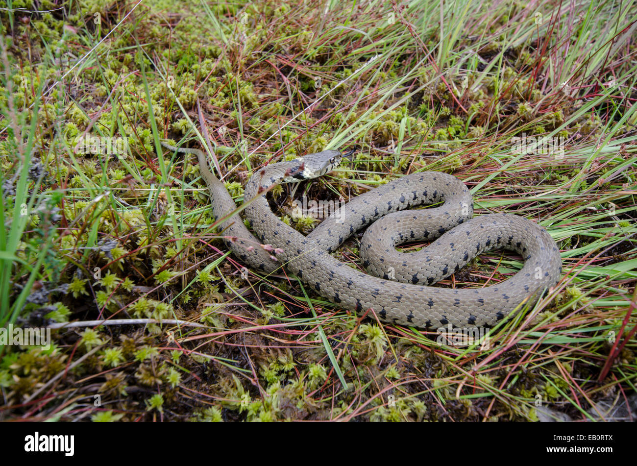 Grass snake [Natrix natrix] avec et se reposer. Sussex, UK. Banque D'Images