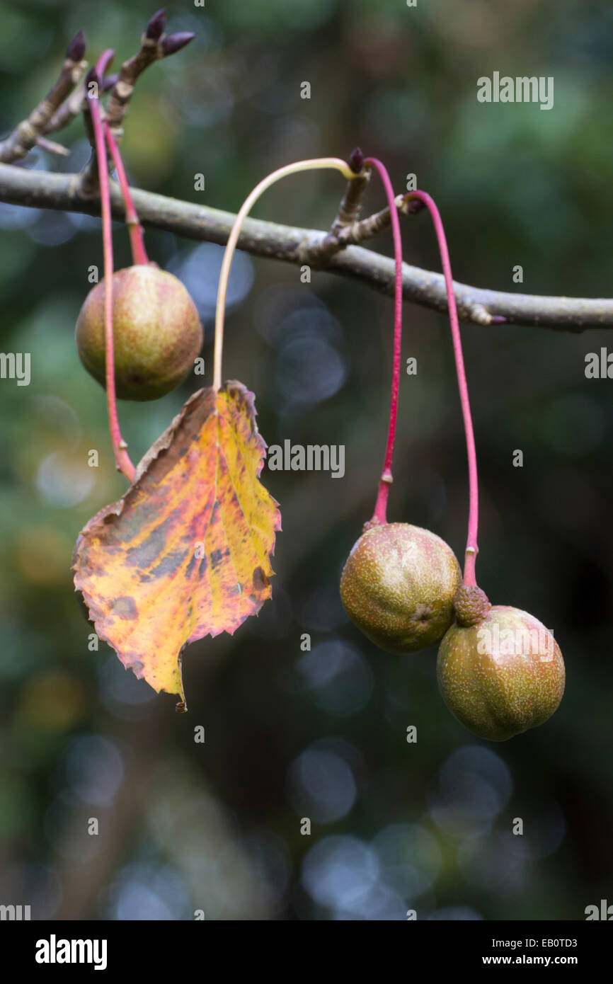 Fruits d'automne de l'arbre, le mouchoir Davidia involucrata Photo Stock -  Alamy