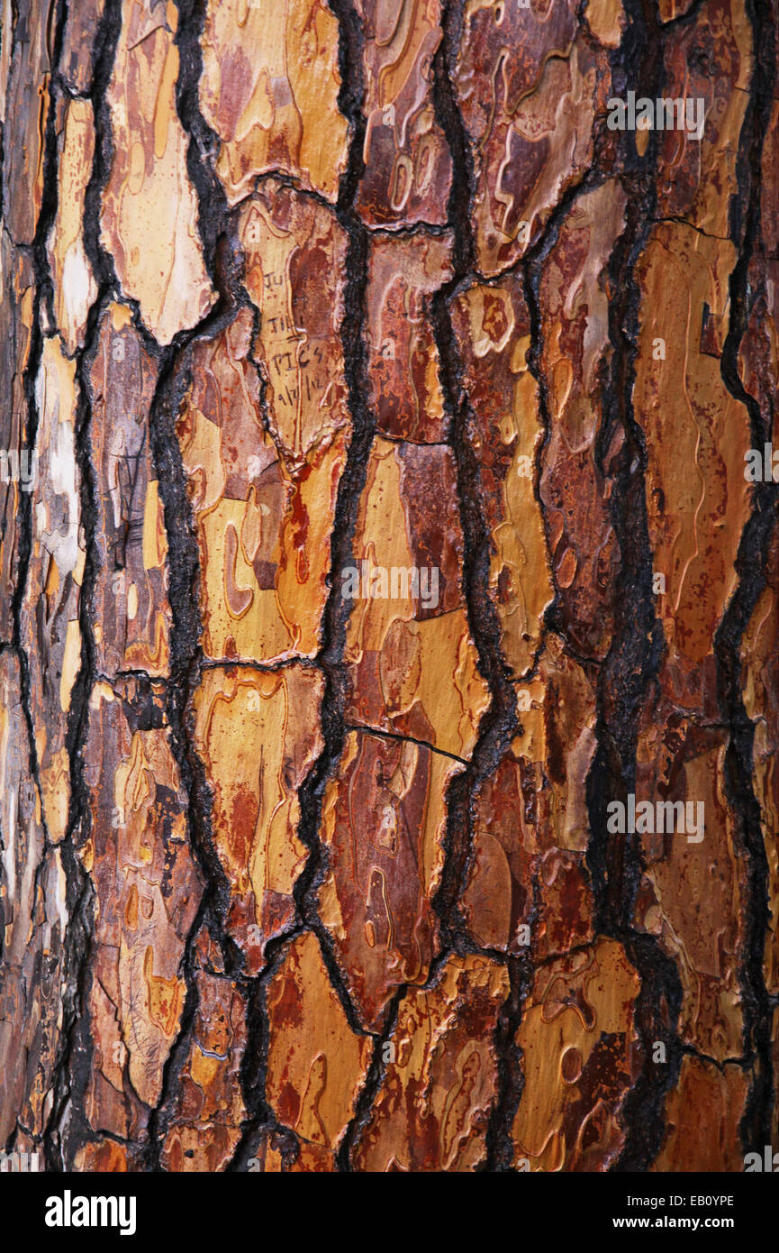 Arrière-plan de la texture de l'écorce de pin brun Banque D'Images