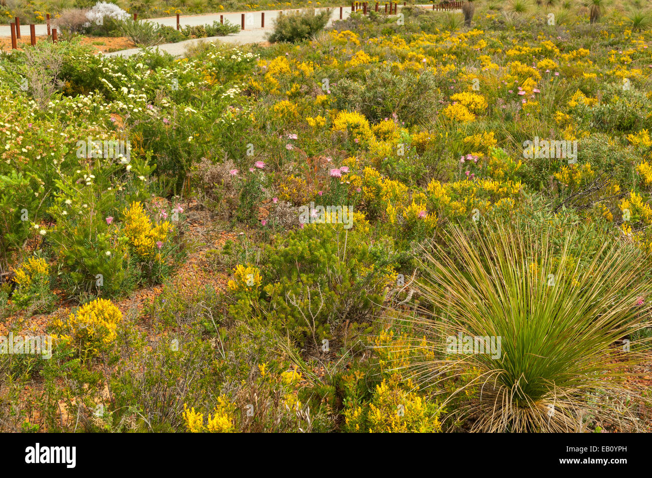 Fleurs sauvages dans Lesueur NP, WA, Australie Banque D'Images