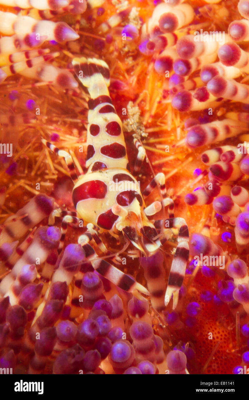 Coleman la crevette dans l'Oursin de feu Variable (Periclimenes colemani dans Asthenosoma varium) Détroit de Lembeh, Indonésie Banque D'Images