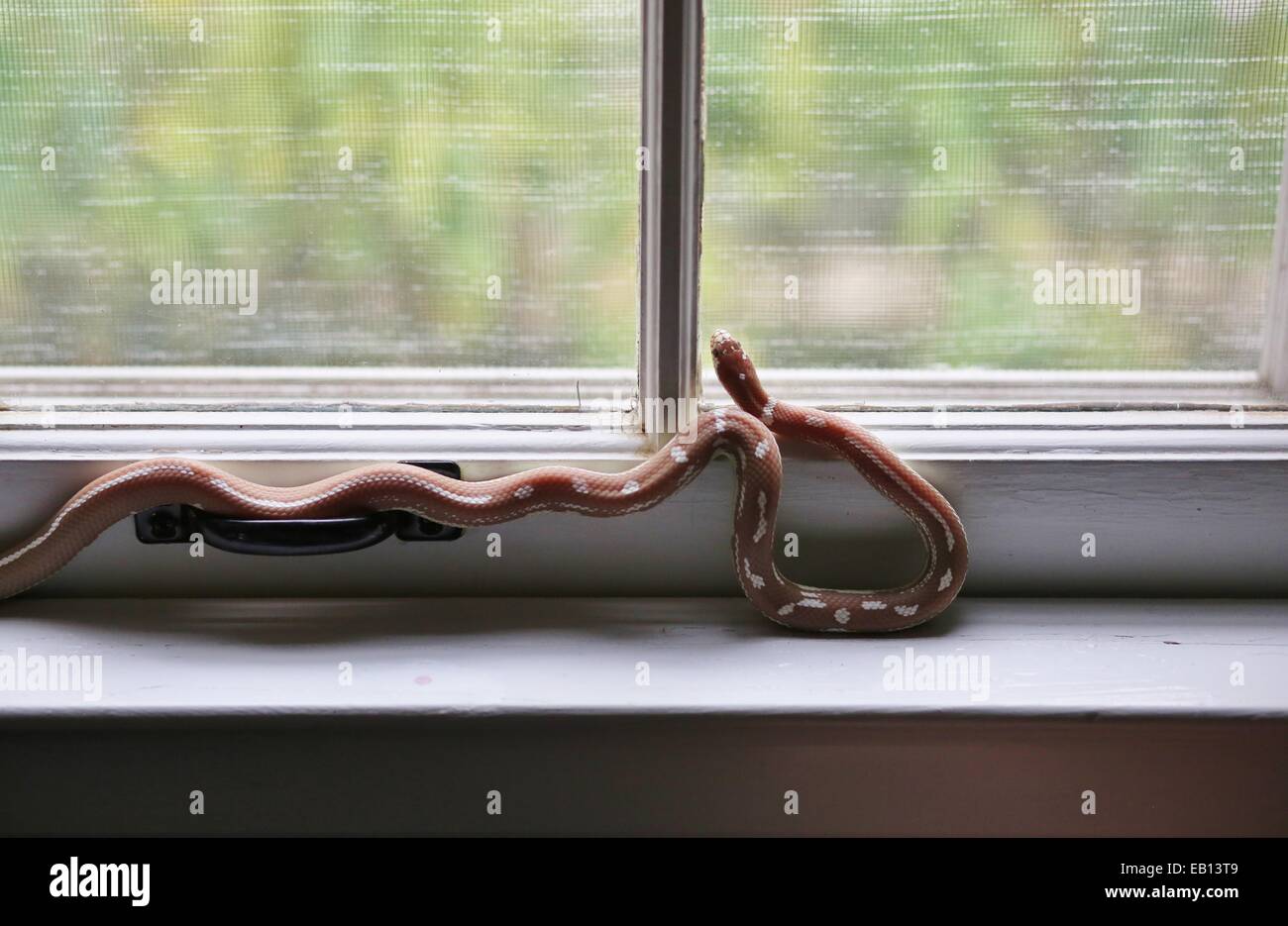 Un serpent grimper sur un rebord de fenêtre dans une maison. Banque D'Images