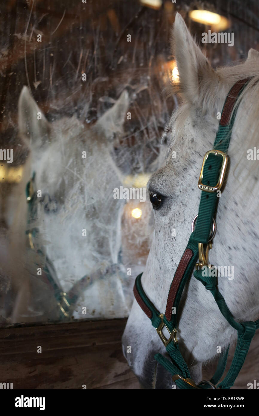 Un cheval blanc à la recherche à son propre reflet dans un miroir. Banque D'Images