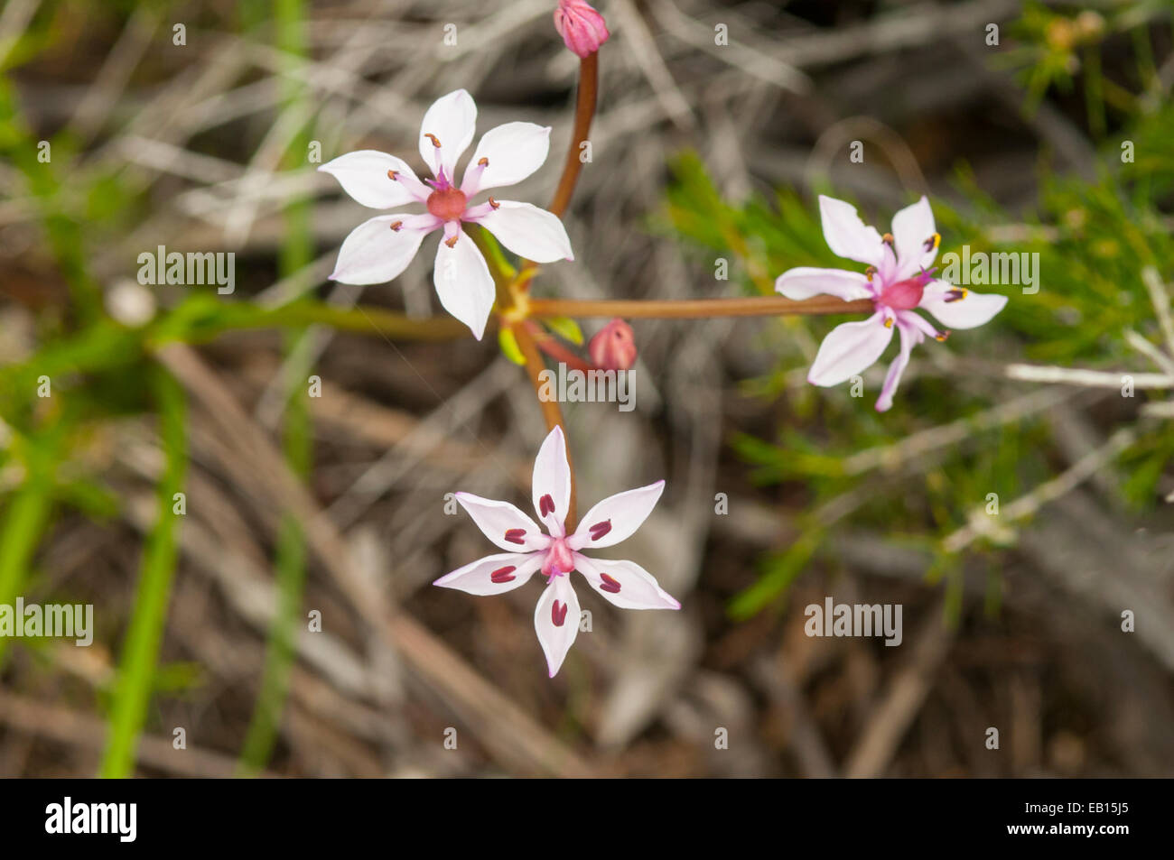 Burchardia multiflora, Milkmaids dans Leeuwin Naturaliste NP, WA, Australie Banque D'Images