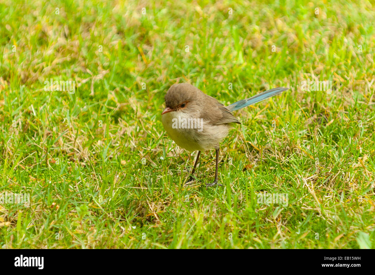 Magnifique femelle Malurus splendens Fairy Wren, à Margaret River, WA, Australie Banque D'Images