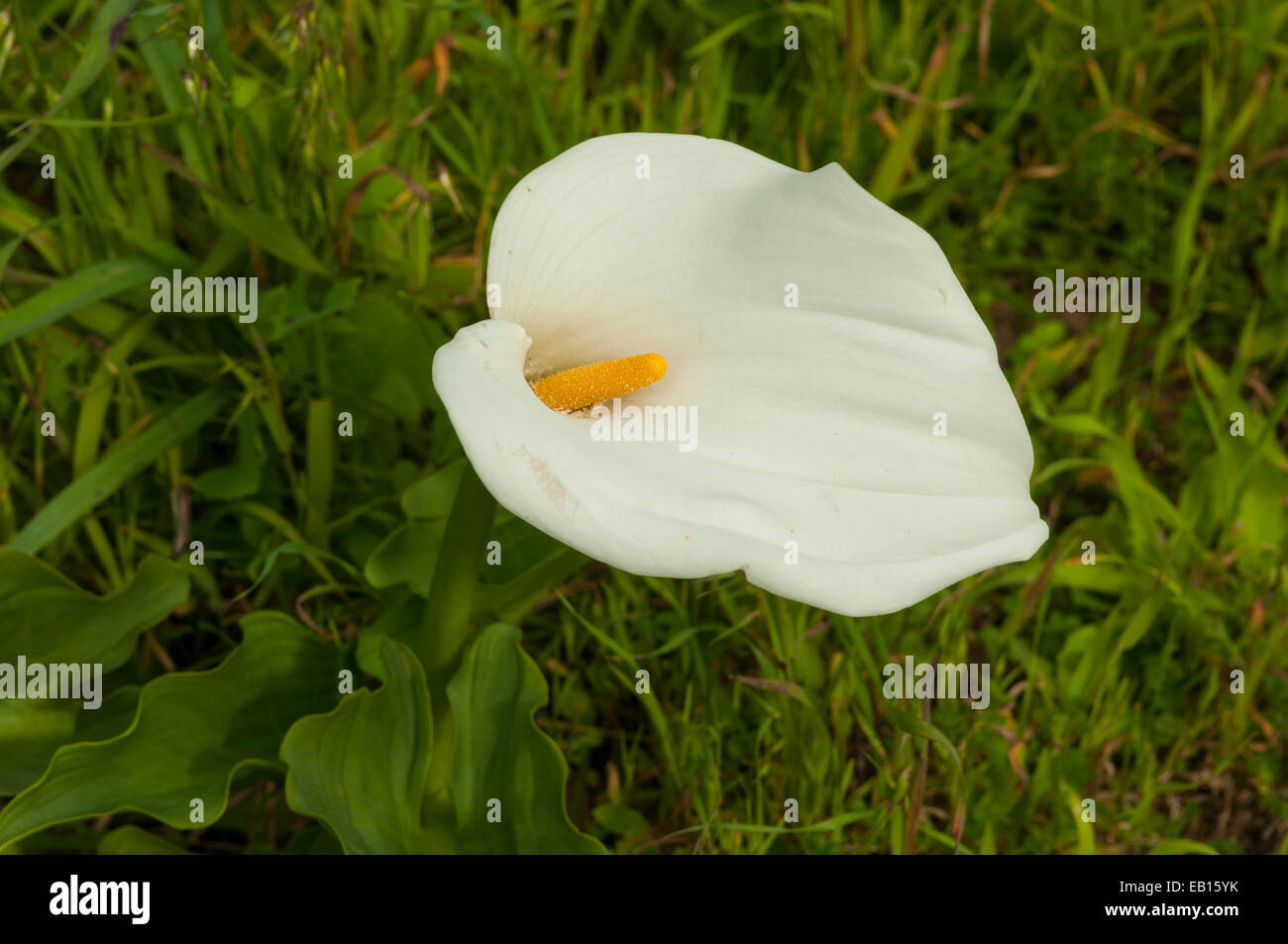 Zantedeschia aethiopica Arum, dans Leeuwin Naturaliste NP, WA, Australie Banque D'Images