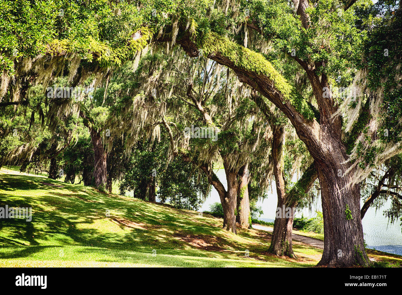 Chênes vivent couverts de mousse espagnole, Middleton Place Garden, Charleston, Caroline du Sud Banque D'Images