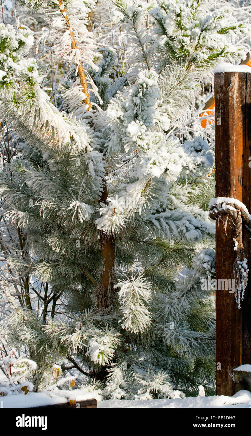 Pine Tree hiver couvrir avec de la neige Banque D'Images