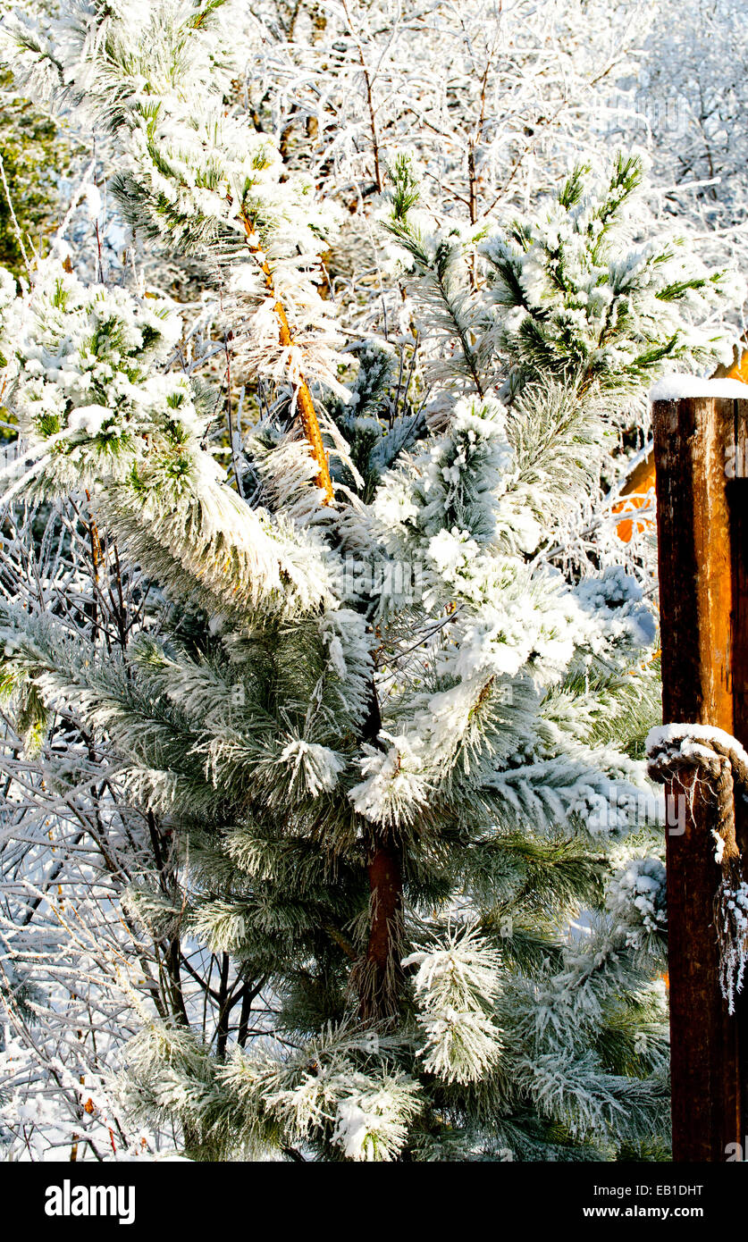 Pine Tree hiver couvrir avec de la neige Banque D'Images