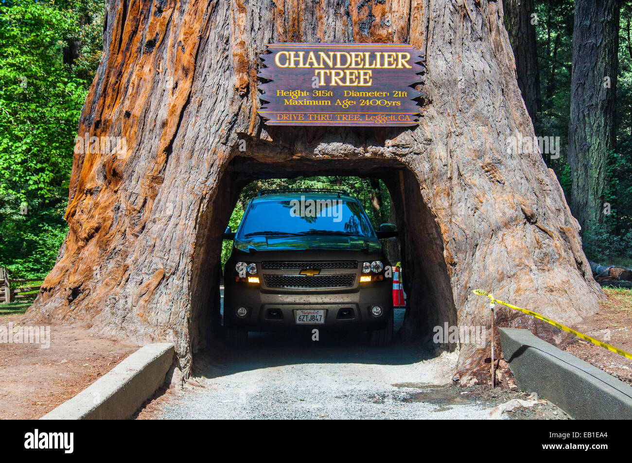 La célèbre attraction de Redwood National Park - un lecteur à travers l'arbre Banque D'Images