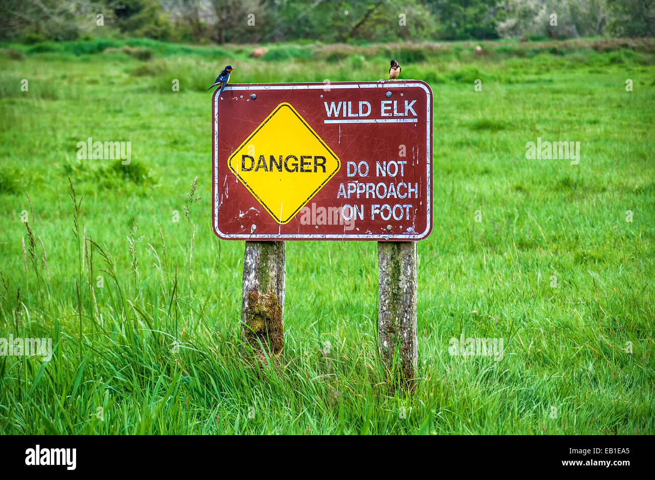 Signe des wapitis sauvages dans le parc national de Redwood Banque D'Images