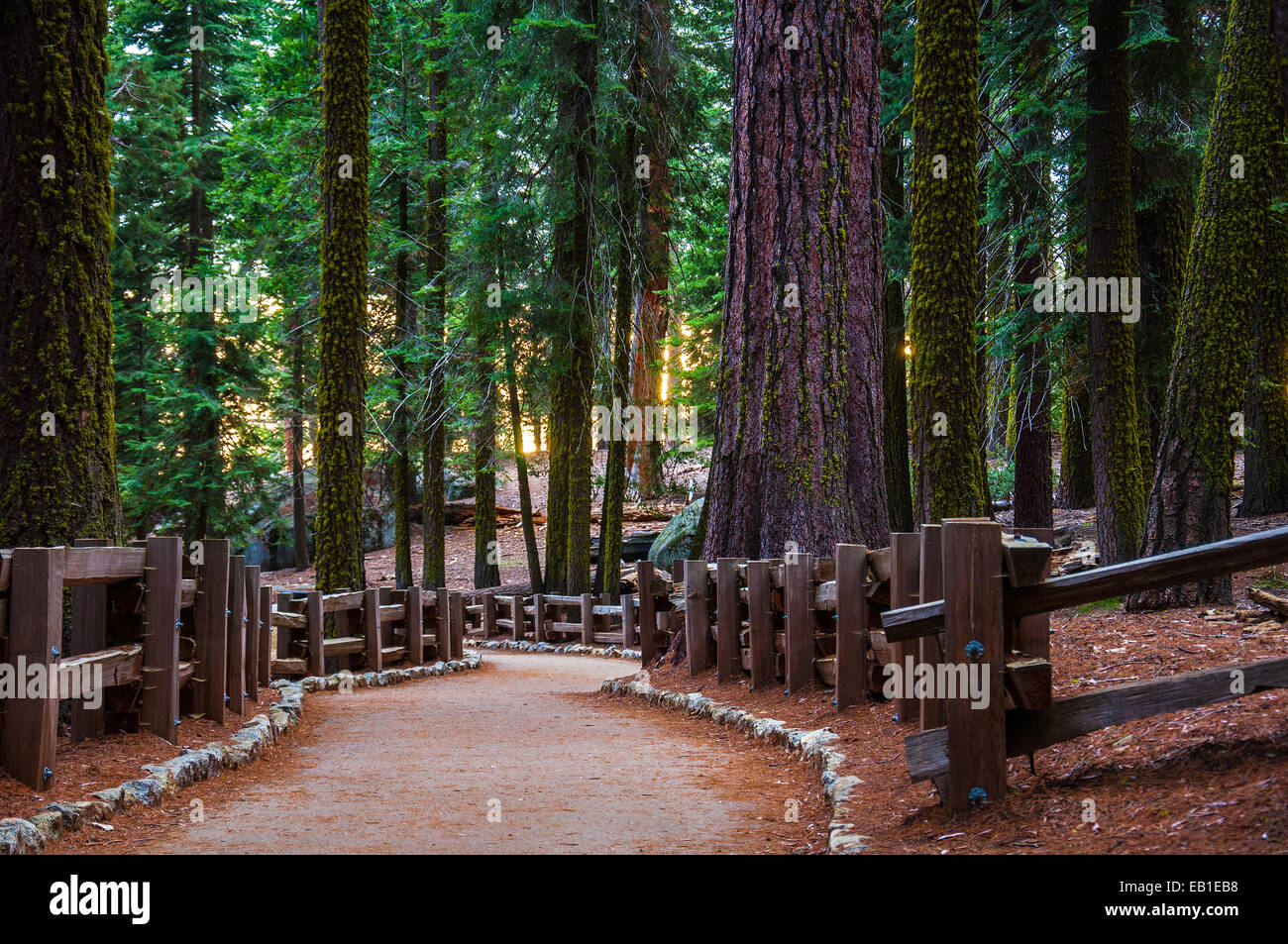 Bois Rouge Sentier dans un parc de Sequoia Banque D'Images