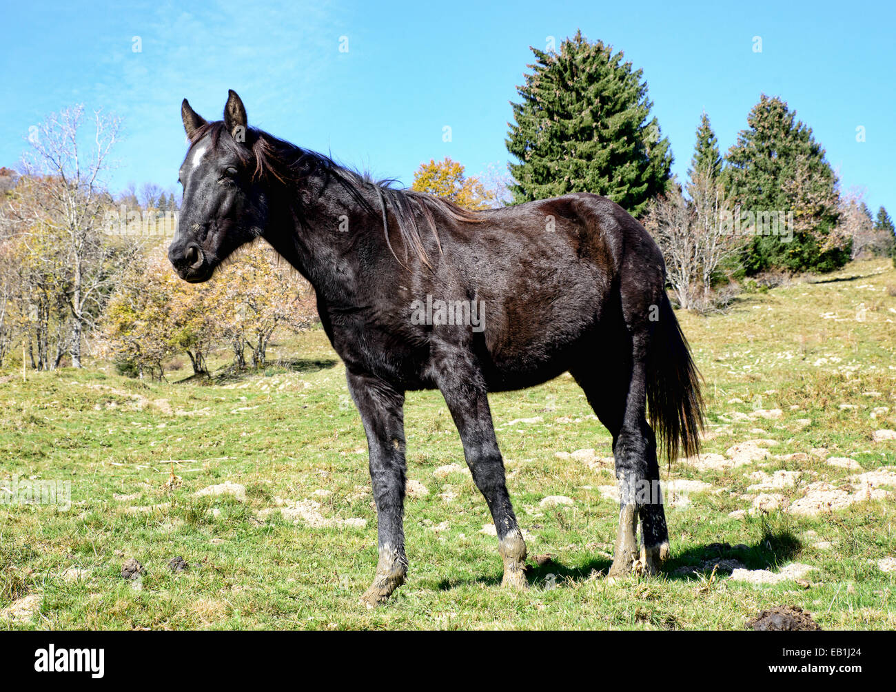 Cheval noir dans les pâturages Banque D'Images