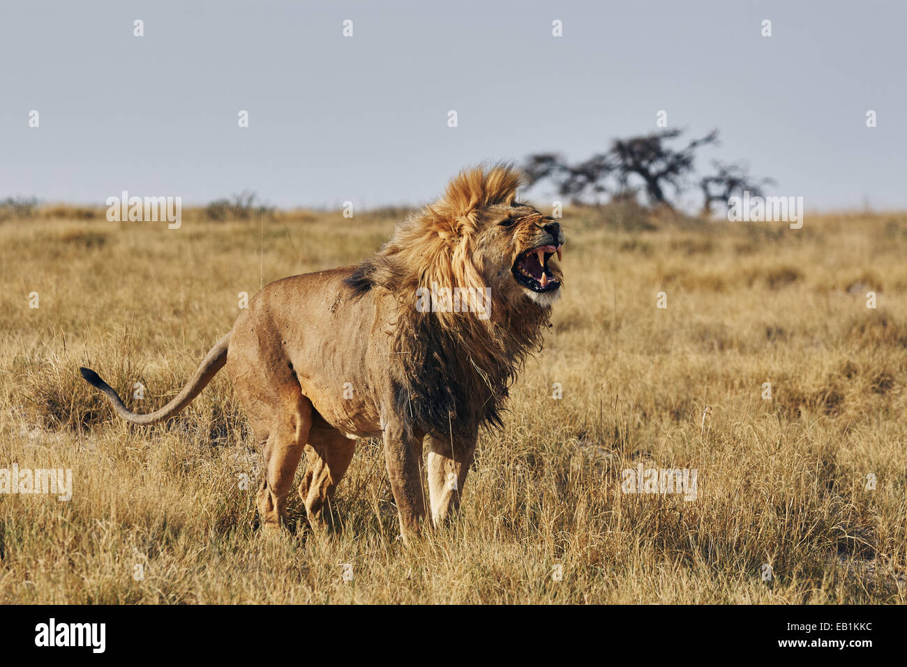 Roaring Lion dans la savane de l'Etosha National Park Banque D'Images