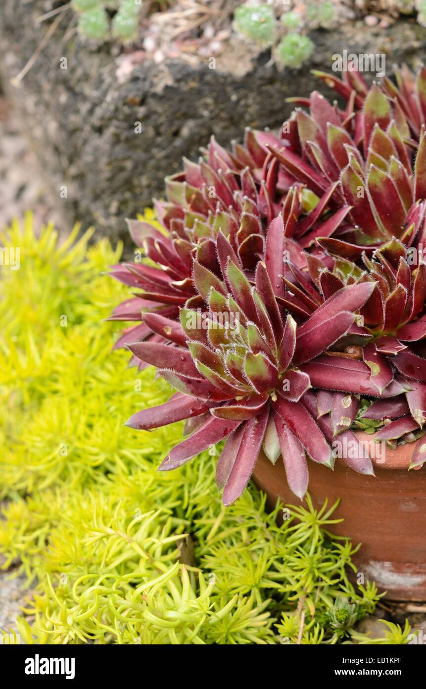 Houseleek sempervivum (lennik est temps) Banque D'Images