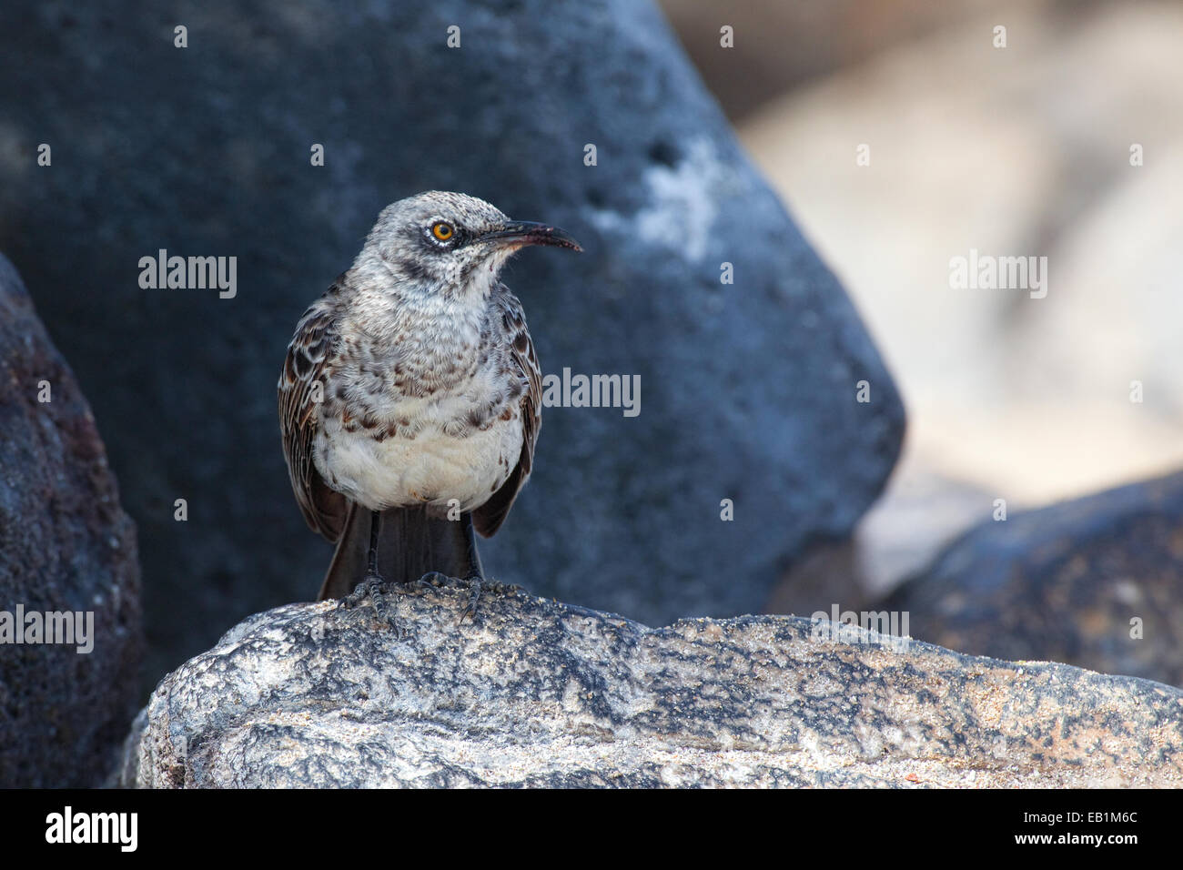 Hood Mockingbird Mimus macdonaldi,, de l'Îles Galápagos Banque D'Images