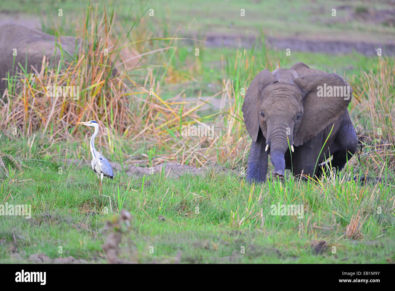 Le Masai Mara Elephant Banque D'Images