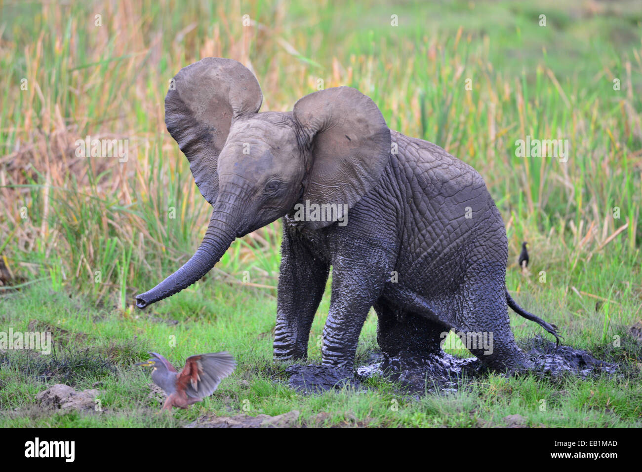 Le Masai Mara Elephant Banque D'Images