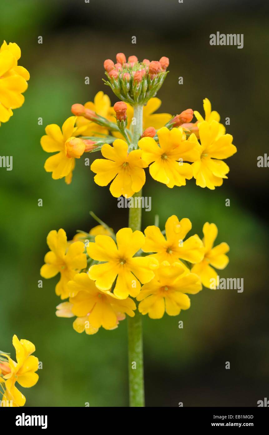 Primrose primula bulleyana (candélabre) Banque D'Images