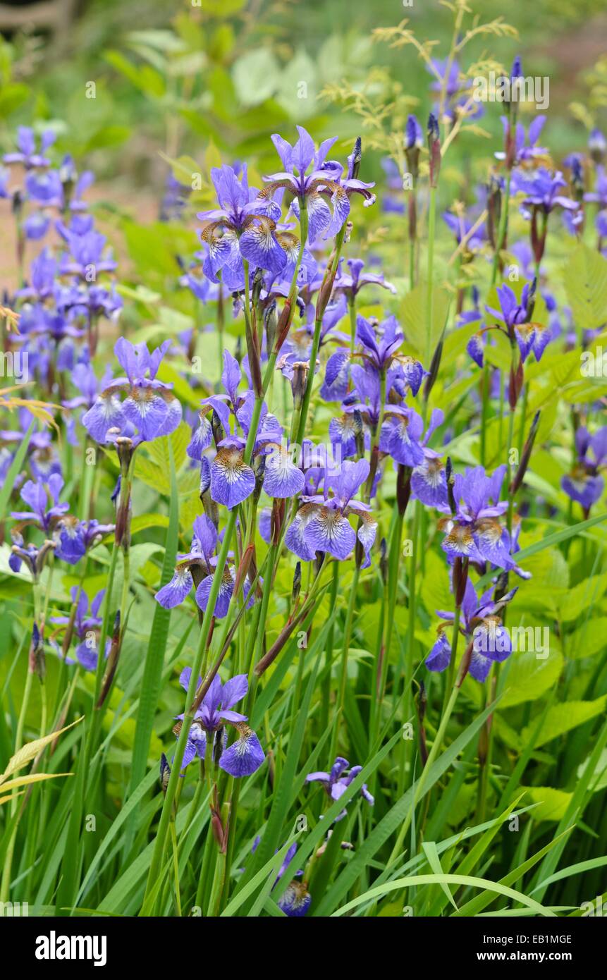 Iris de Sibérie (Iris sibirica) Banque D'Images