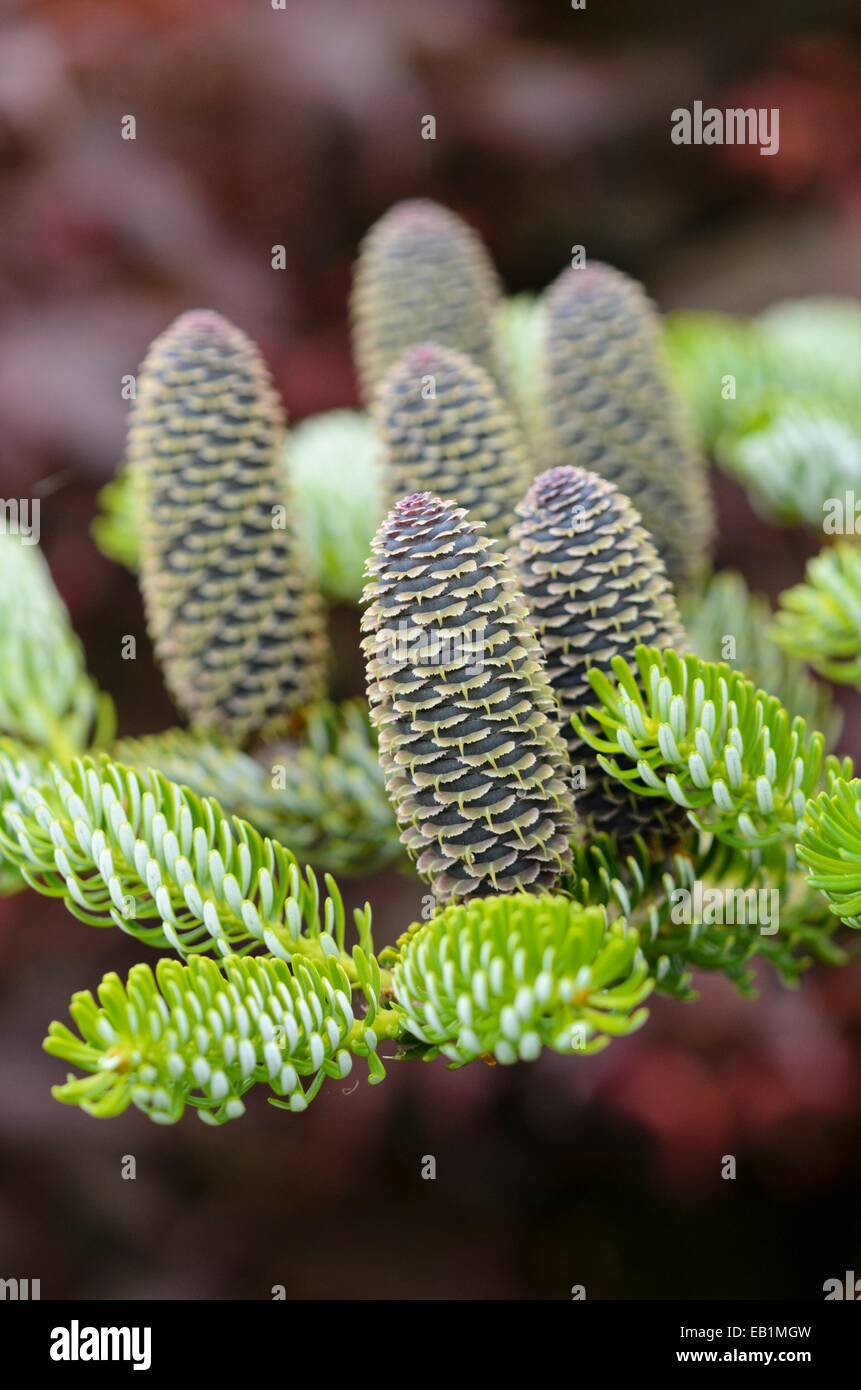 Sapin de Corée (abies koreana 'silberlocke') Banque D'Images