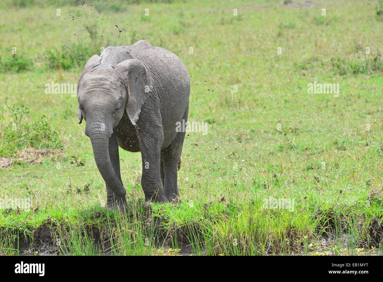 Le Masai Mara Elephant Banque D'Images