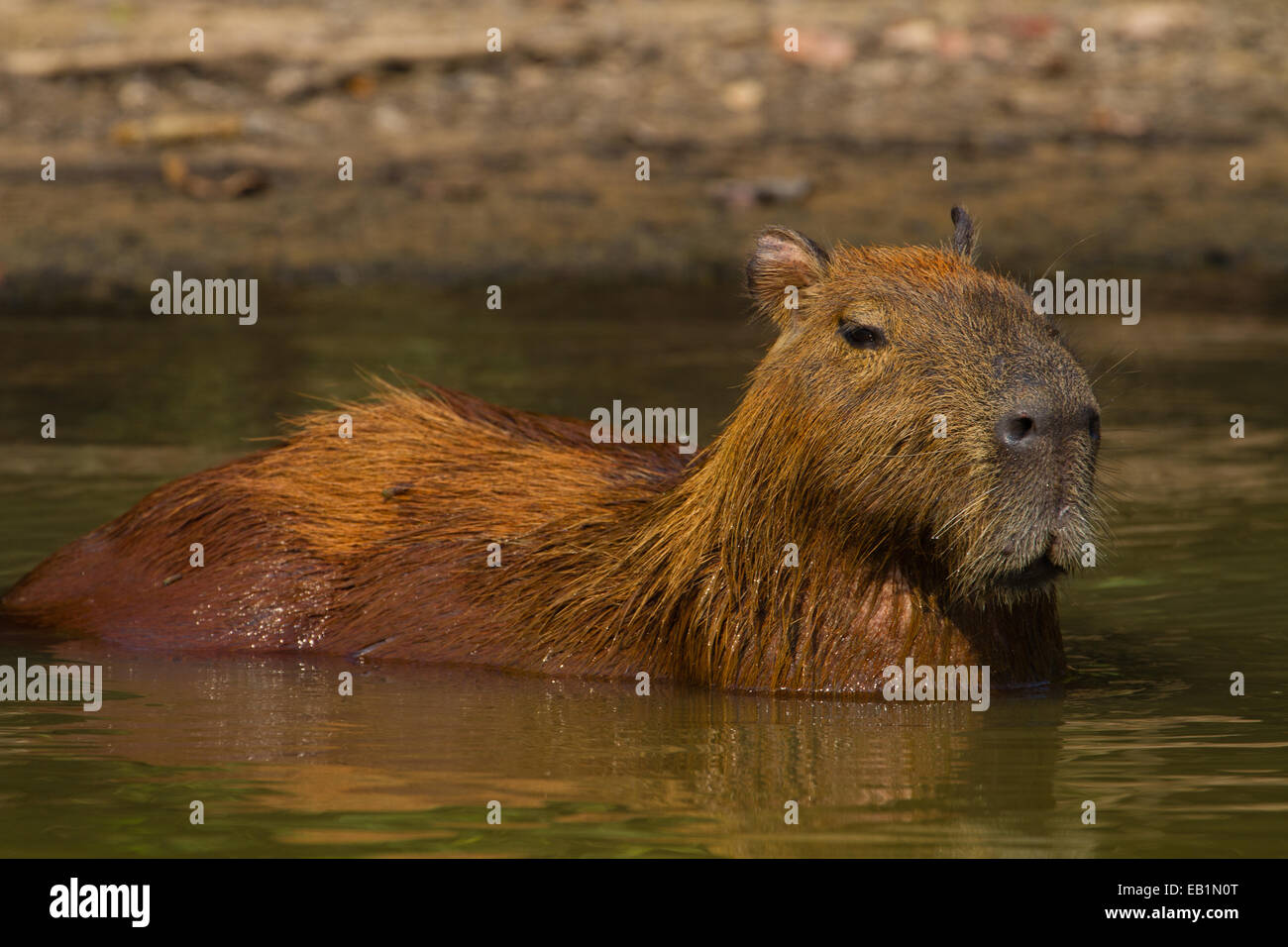 Capybara (Hydrochoerus hydrochaeris) des profils dans l'eau Banque D'Images