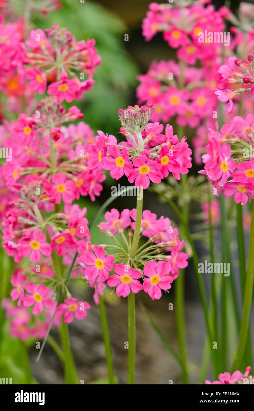 Candelabra primevère (Primula x bullesiana) Banque D'Images