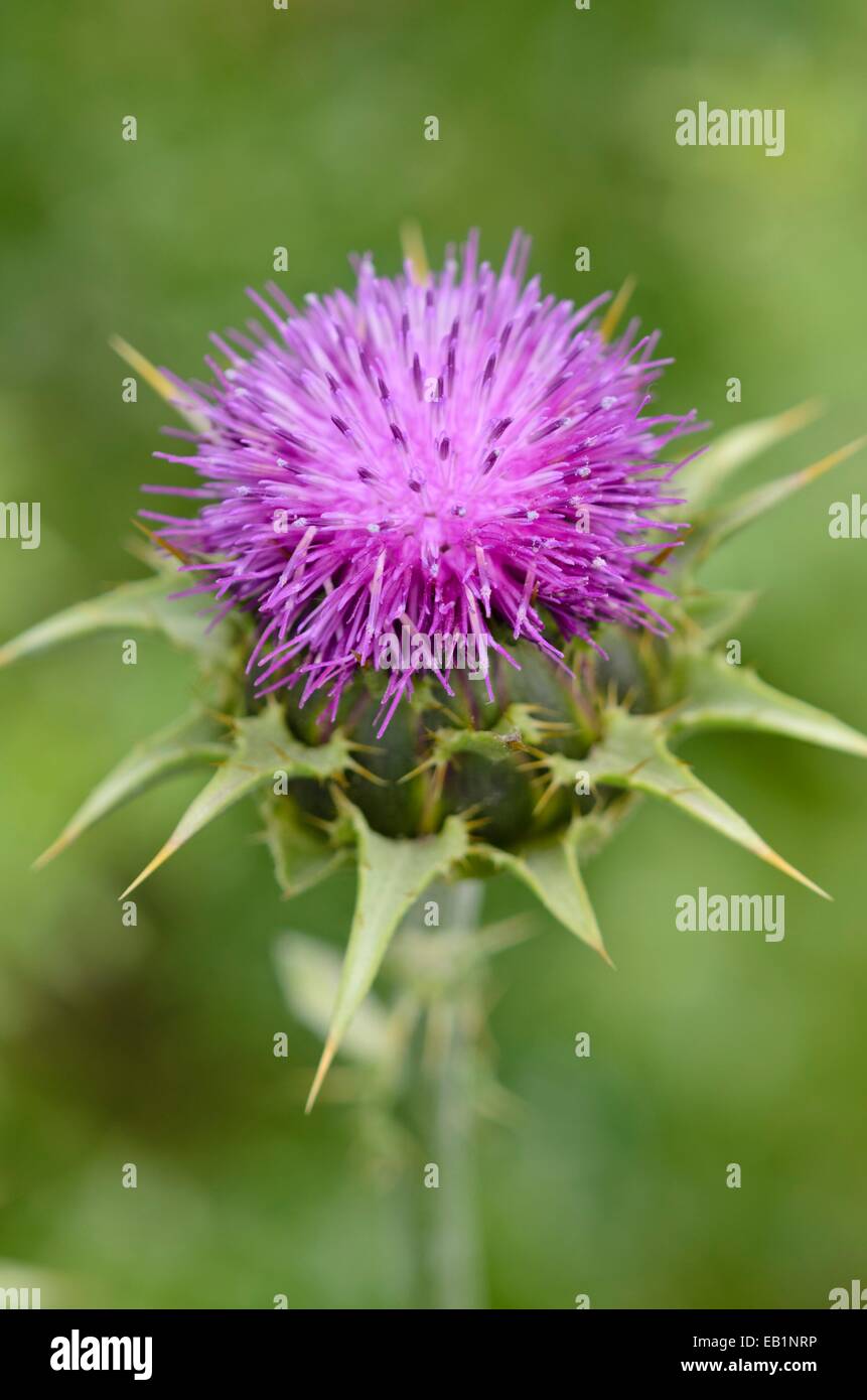Chardon Marie béni (Silybium marianum) Banque D'Images