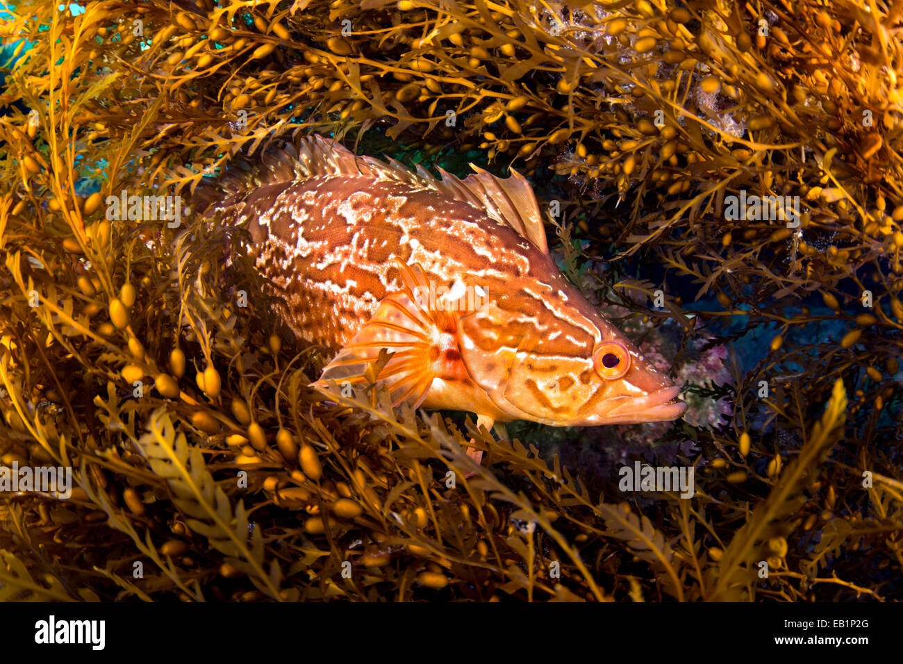 Un kelpfish se cachant dans ces algues Sargassum utilise pour se fondre et se cacher des prédateurs Banque D'Images