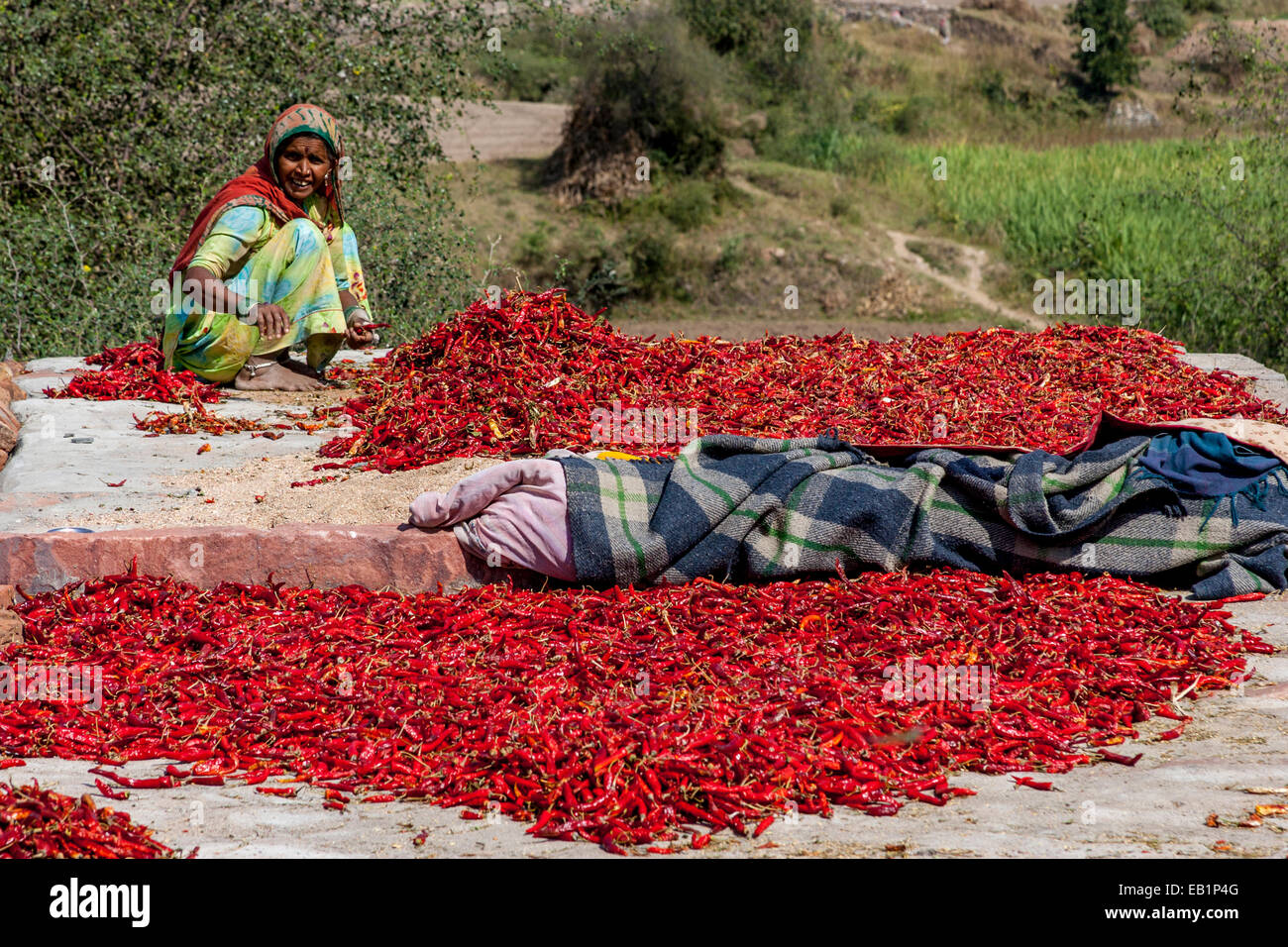 Une femme trie pour le séchage des piments, Rajasthan, Inde Banque D'Images