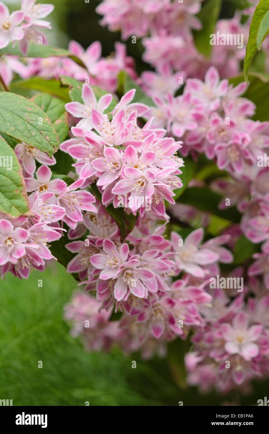 Deutzia champs de fraises Banque D'Images