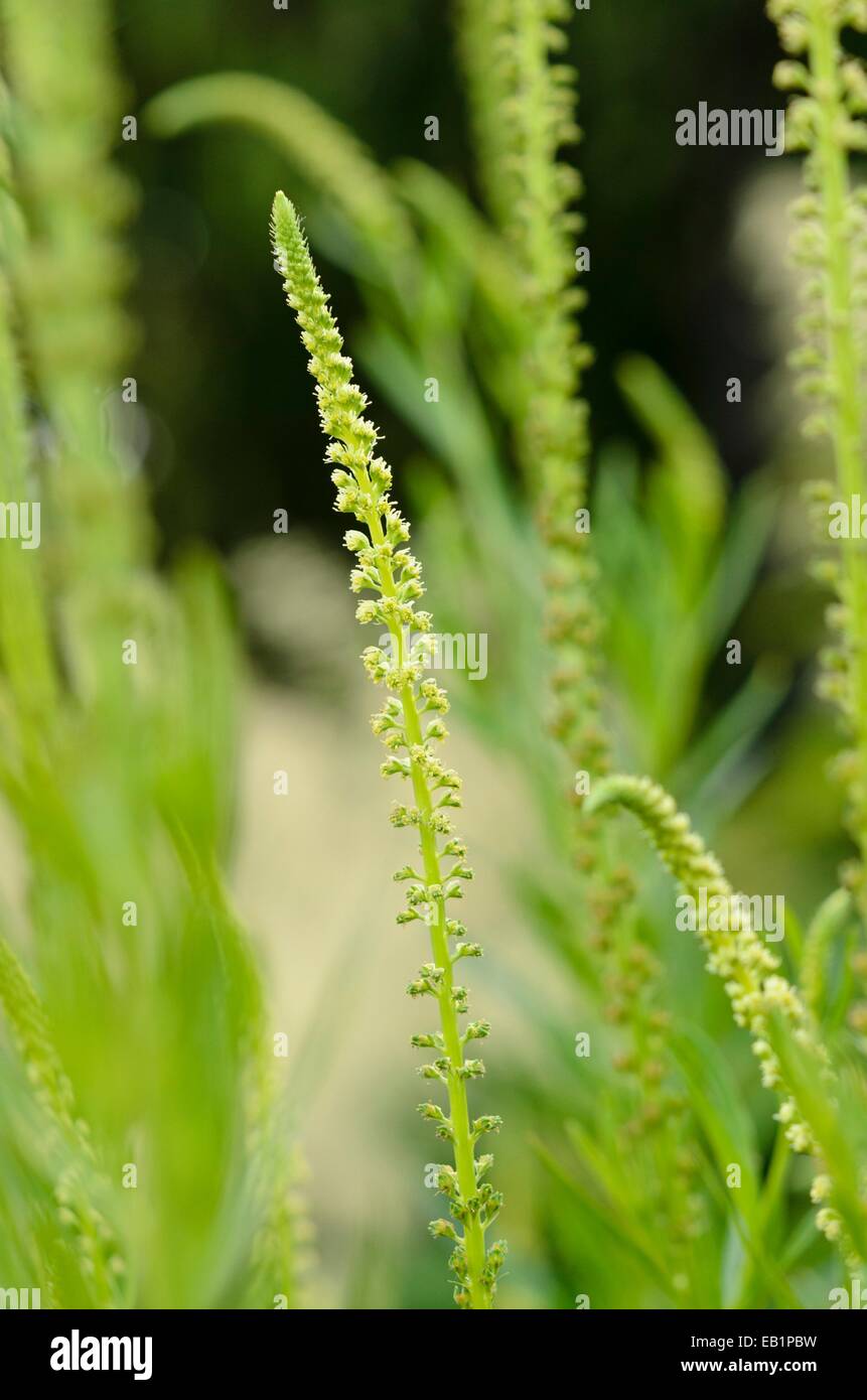 Le reseda Banque de photographies et d’images à haute résolution - Alamy