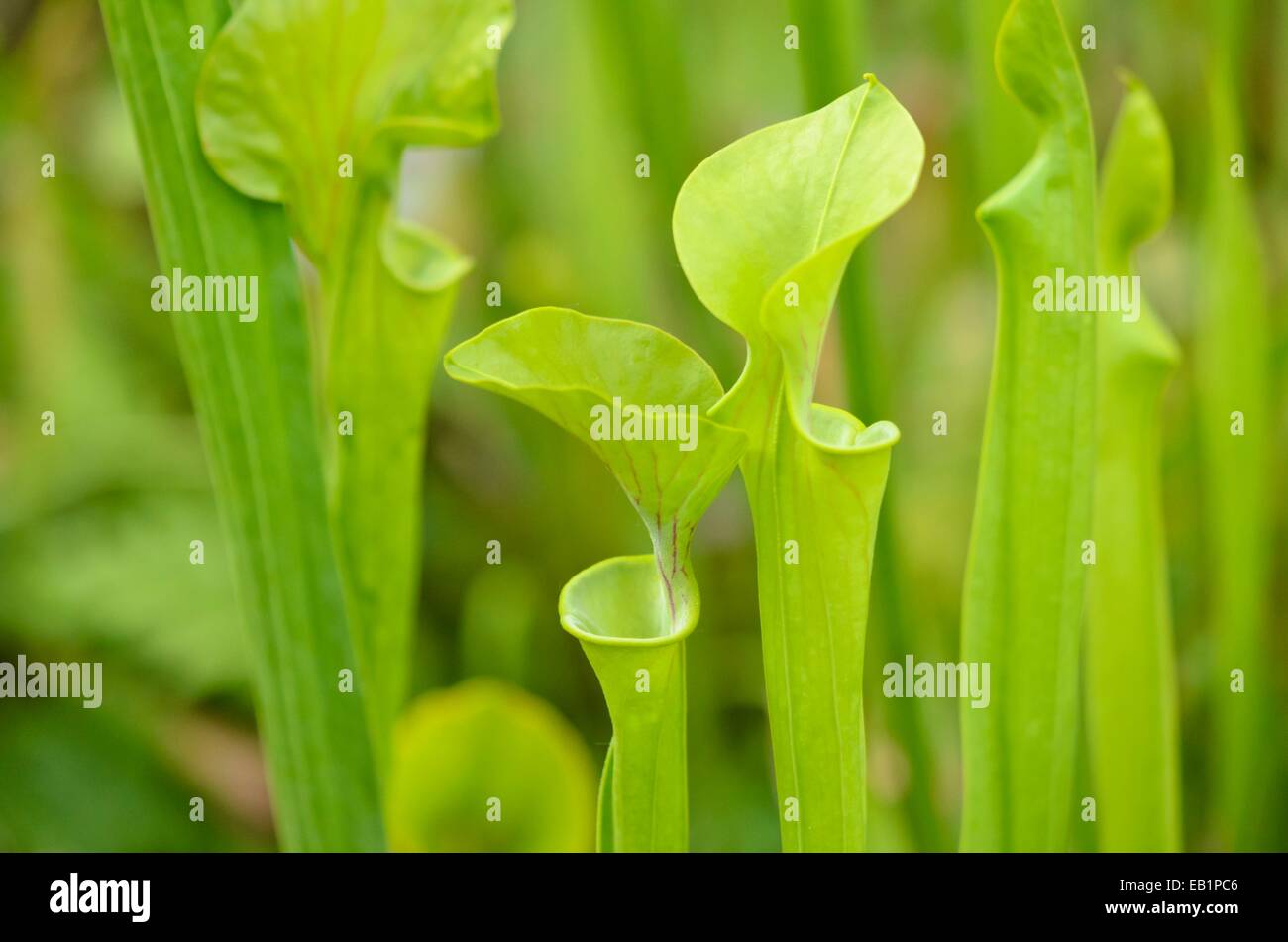 Trompette jaune pitcher (sarracenia flava) Banque D'Images