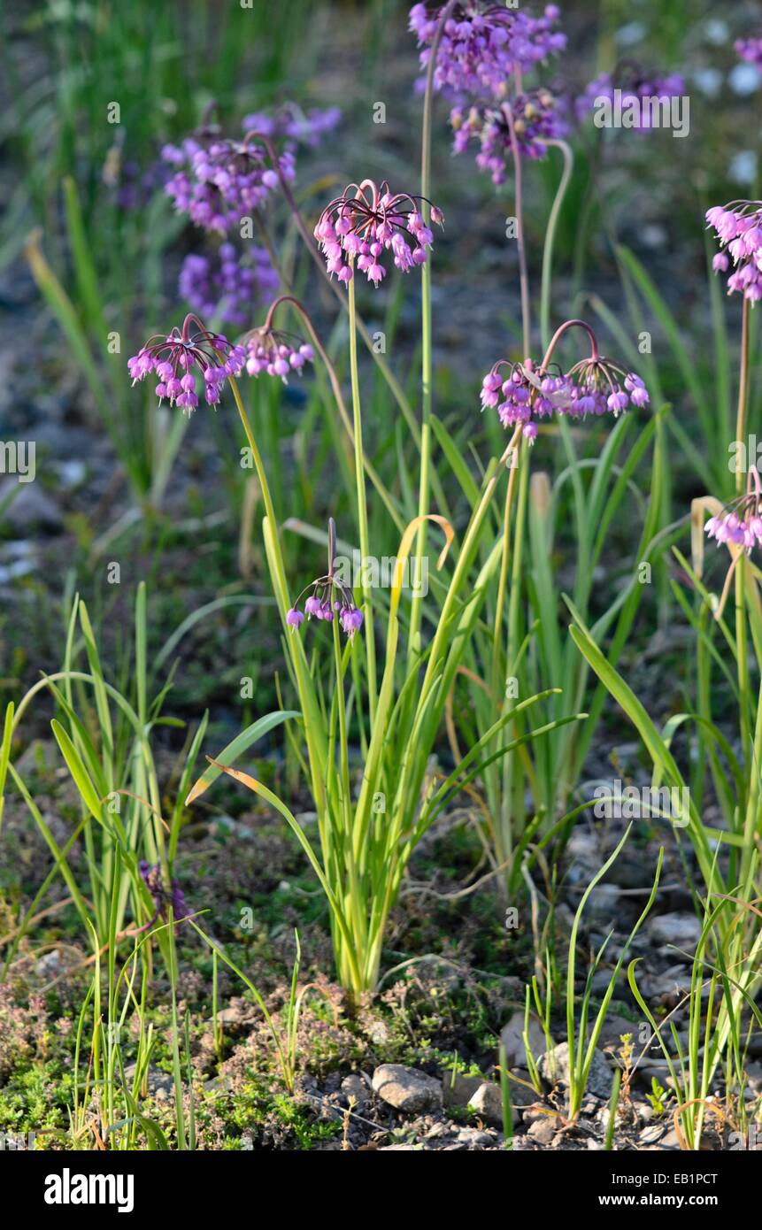 Un signe de l'oignon (Allium cernuum) Banque D'Images